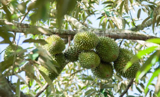 Kỹ thuật trồng cây sầu riêng