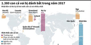 [Infographics] 1.380 con cá voi bị đánh bắt trong năm 2017
