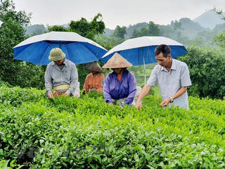 Chi Lăng (Lạng Sơn): Vốn ưu đãi tiếp sức người dân thoát nghèo