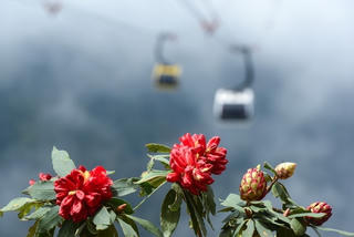 Lễ hội hoa đỗ quyên trên đỉnh Fansipan