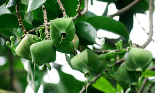Trồng cây xanh tạo cảnh quan trên đảo Đá Tây A