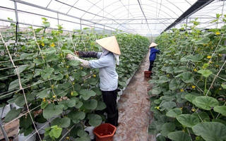 Đầu tư nông nghiệp công nghệ cao: Vẫn cần tháo gỡ nhiều rào cản