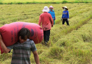 Thách thức an ninh lương thực