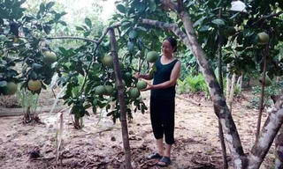 Về vựa bưởi Phúc Trạch