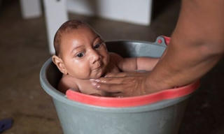Virus Zika có cả trong muỗi thông thường