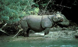 Báo động nguy cơ tuyệt chủng động vật