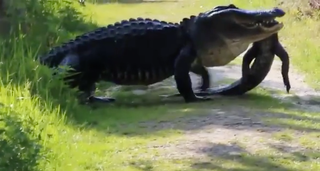 Kinh hãi cá sấu khổng lồ ăn thịt đồng loại