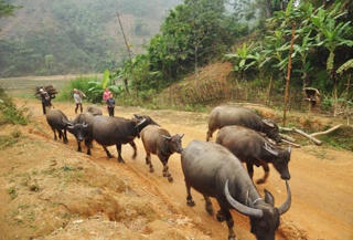 Phát triển chăn nuôi gia súc ở khu vực miền núi phía Bắc: Chưa xứng với tiềm năng