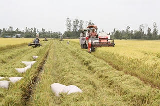 Sản lượng lúa cả năm 2015 đạt hơn 45 triệu tấn