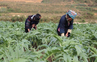 Thiếu vùng nguyên liệu