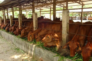 Kỹ thuật chăn nuôi bò lai Sind