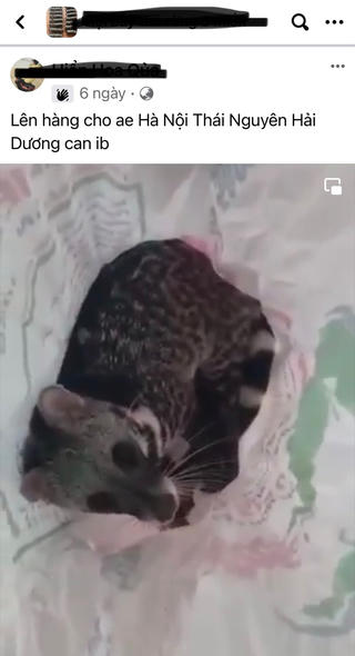 Mua bán thú rừng dịp Tết: Bảo tồn hay chơi trội?