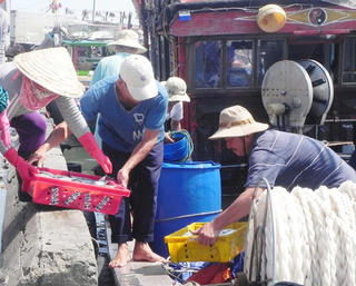 Ngư dân Quảng Trị trúng mẻ cá 100 tấn