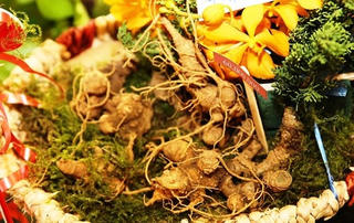 Triển lãm Sâm Ngọc Linh tại Hà Nội