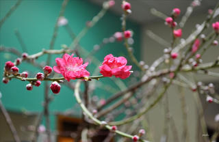 Trong vườn cây bệnh viện