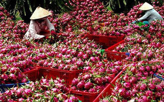 Xuất khẩu rau củ quả: Nỗ lực giữ vững thị phần