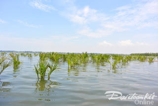 TP Hội An mất nước sinh hoạt do nhiễm mặn triều cường