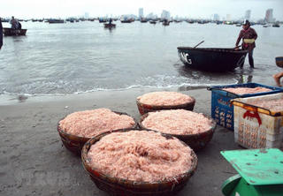 Mùa ruốc biển