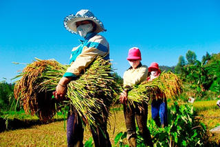 Tỷ lệ nghèo Việt Nam thuộc hàng thấp trong khu vực