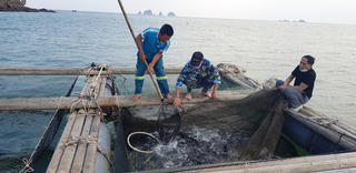 Cá lồng đặc sản cũng khó đầu ra