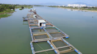 Đà Nẵng: Hơn 400 hộ nuôi cá lồng bè mòn mỏi chờ chuyển đổi sinh kế