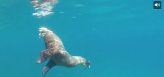 [VIDEO] Sư tử biển bị cá mập cắn đứt đuôi vẫn bắt gọn cá