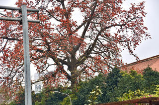 [ẢNH] Rợp trời sắc đỏ hoa gạo tháng Ba 