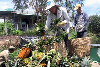 Giá dứa tăng cao kỷ lục