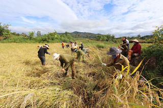 Gia Lai: Giúp người dân vùng dịch thu hoạch nông sản