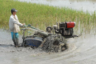 Sản xuất lúa Thu Đông gặp khó khăn