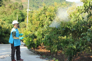 Sơn La: Thu gom, tiêu hủy bao gói thuốc bảo vệ thực vật