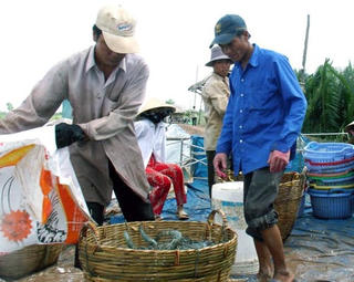 Giá tôm nước lợ giảm