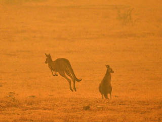 Cháy rừng ở Australia: Có khả năng bùng phát trở lại