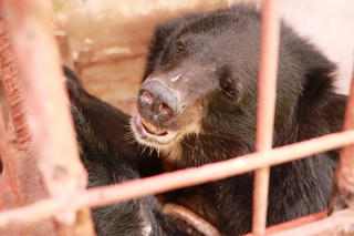 Chấm dứt hoạt động nuôi nhốt gấu lấy mật