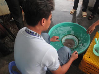 Gập ghềnh tôm giống