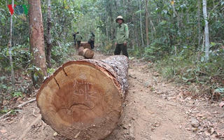 Gia Lai: Bắt đối tượng cầm đầu nhóm lâm tặc cướp tang vật