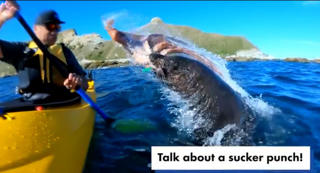 Du khách bị hải cẩu ‘ném’ bạch tuộc vào mặt