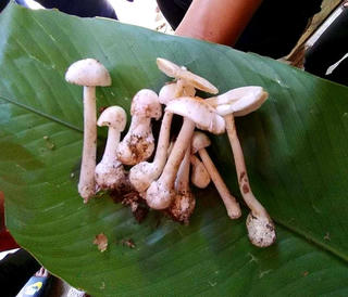 Ăn nấm cực độc, cả gia đình cùng nhập viện