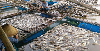 Lộc Hà-Hà Tĩnh: Cá chết hàng loạt chưa rõ nguyên nhân