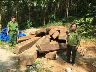 Phát hiện 24 phách gỗ xoan đào cất giấu ở bìa rừng