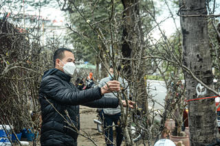 Hà Nội: Hoa lê tiền triệu xuống phố chơi Xuân