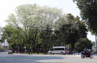 Hoa sưa nở trắng trên nhiều tuyến phố của Hà Nội