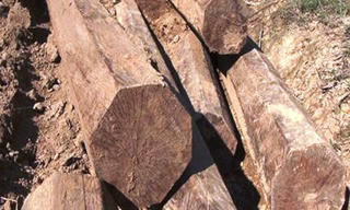 Nghệ An: Bắt 2 vụ vận chuyển lâm sản trái phép