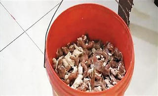 Thịt lợn… phát sáng trong đêm