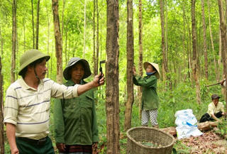 Cây bời lời giúp xóa nghèo