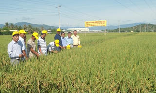 Công ty Nha Hố cho ra đời hai giống lúa mới