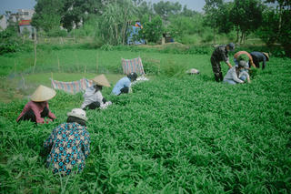 [ẢNH] Bỏ áo văn phòng, 8X đi cắt rau mang lên Hà Nội 'chia' cho người nghèo