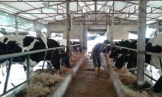 Vinamilk 'giải cứu' người nuôi bò ở Sóc Trăng