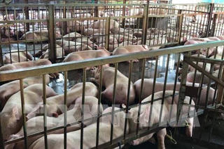 TP Hồ Chí Minh: Phát hiện thêm heo bị tiêm thuốc an thần
