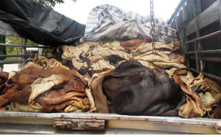 CSGT bắt xe tải chở gần 4 tấn da trâu, bò thối